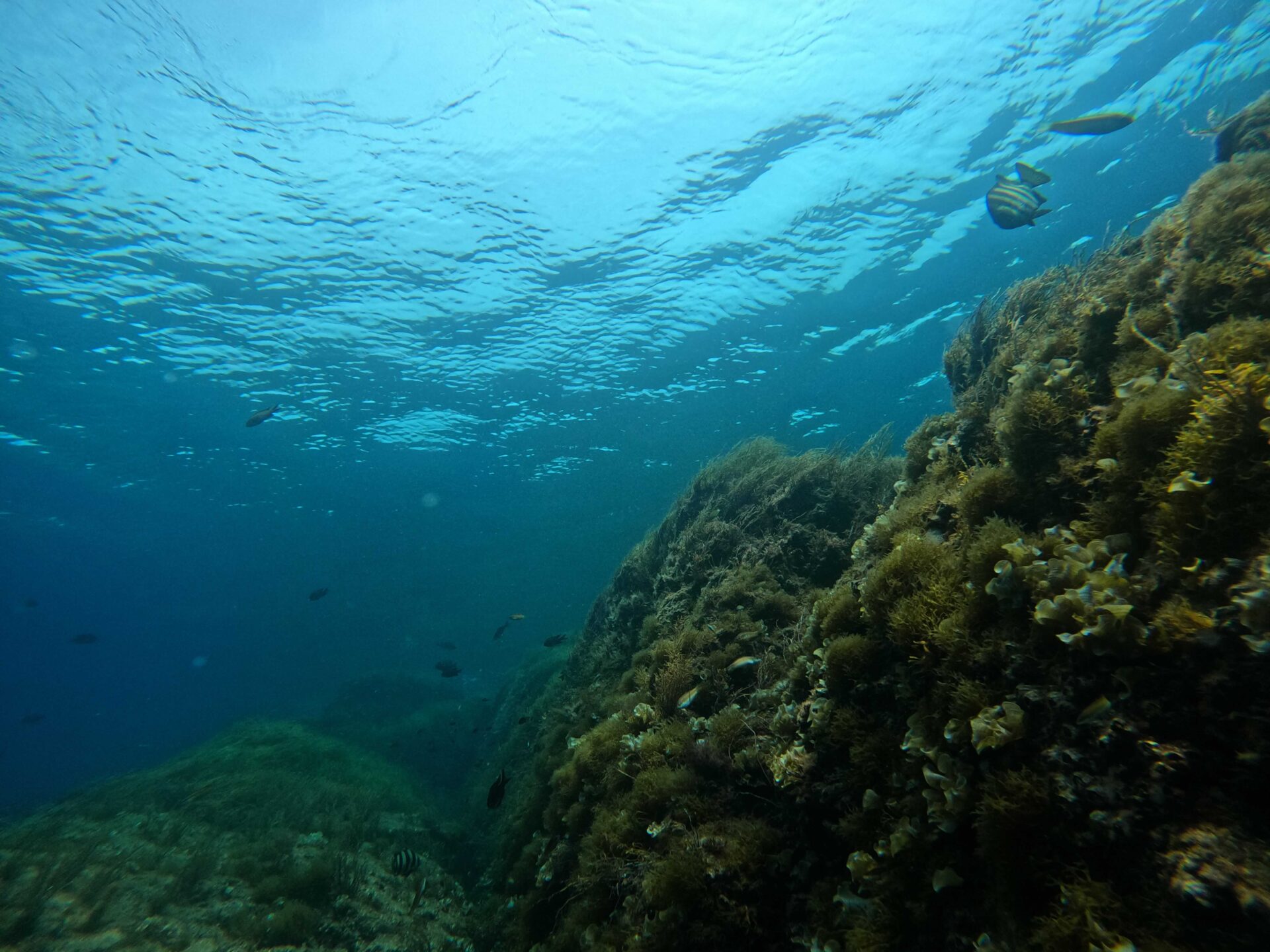 冠島の美しい水中風景