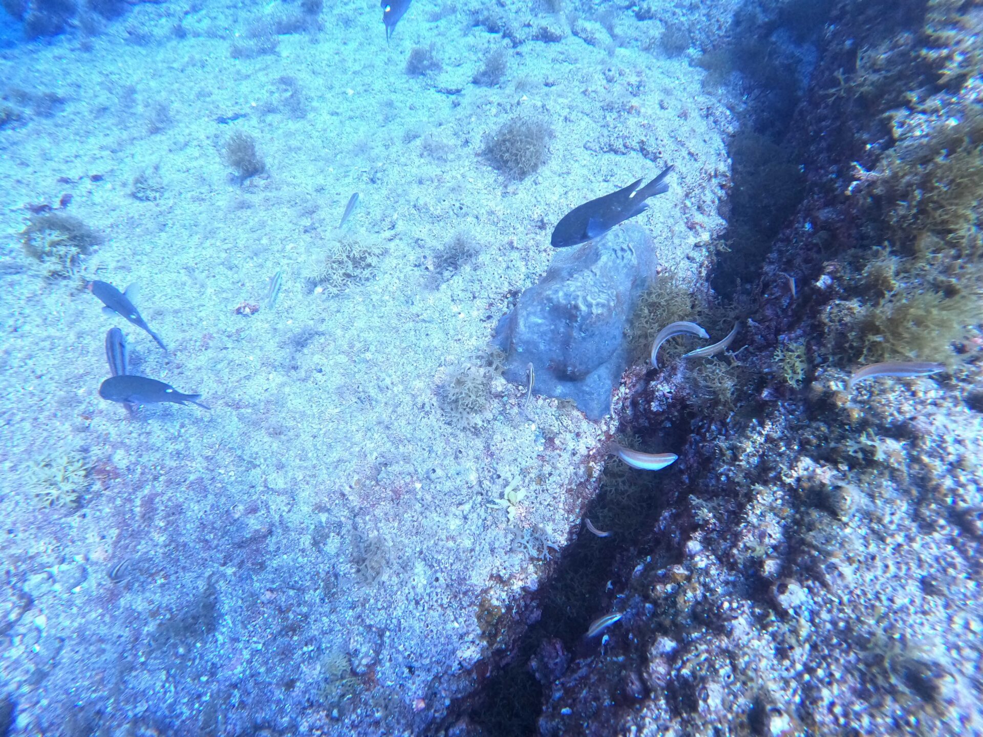 水中の魚たち